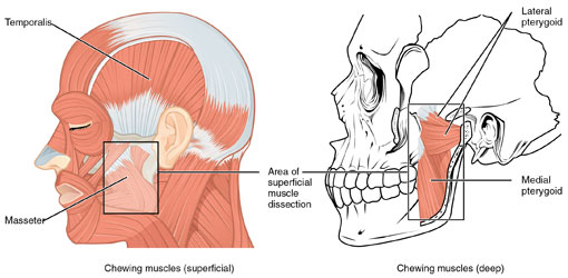 tmj-therapy-thornhill-dentist-illustration2